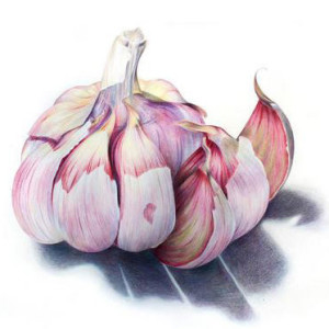 Garlic drawing